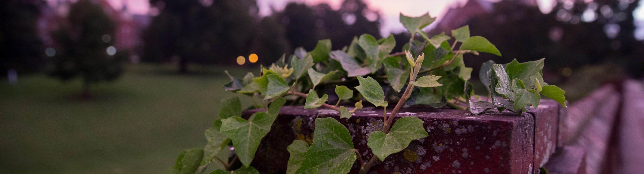 Photo of ivy on wall